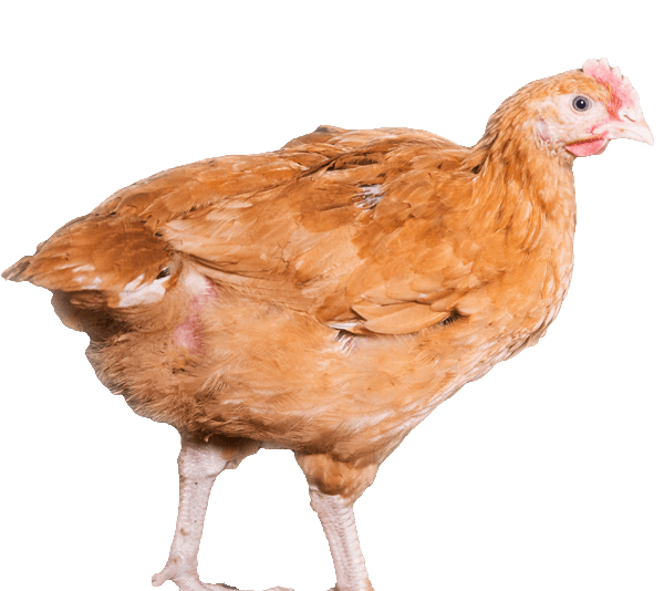 Poulet roux lourd 1