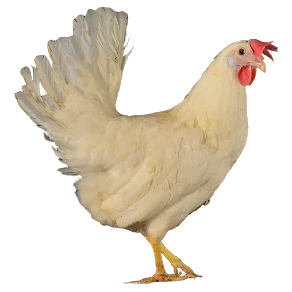 LEGHORN BLANCHE Leghorn Blanche