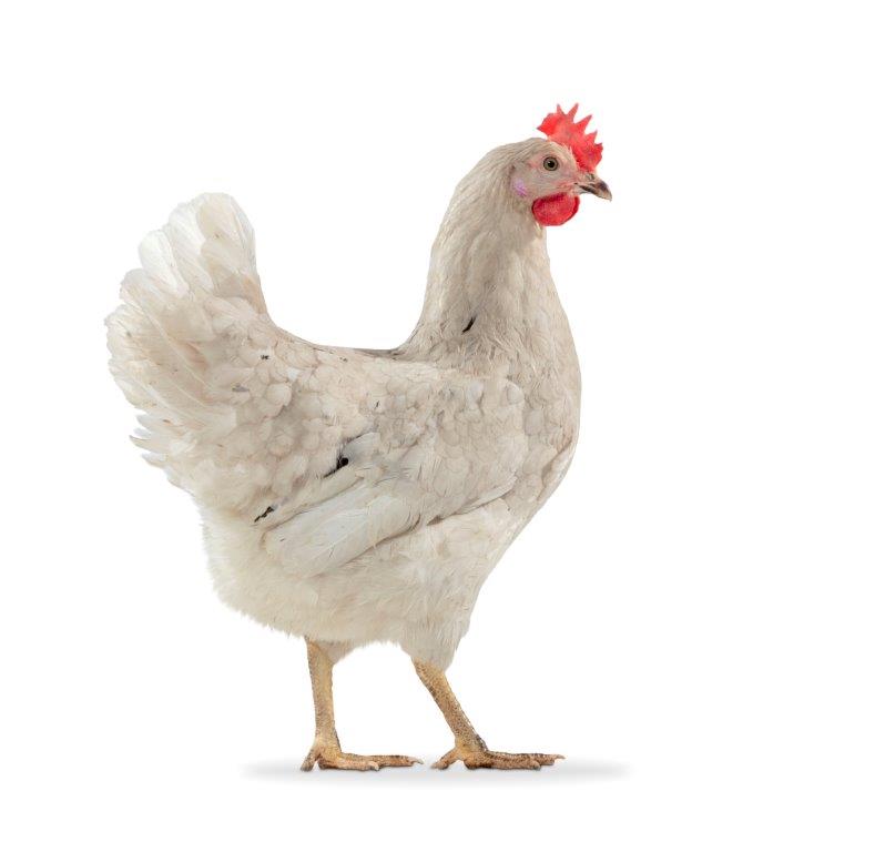 Poule olive-3